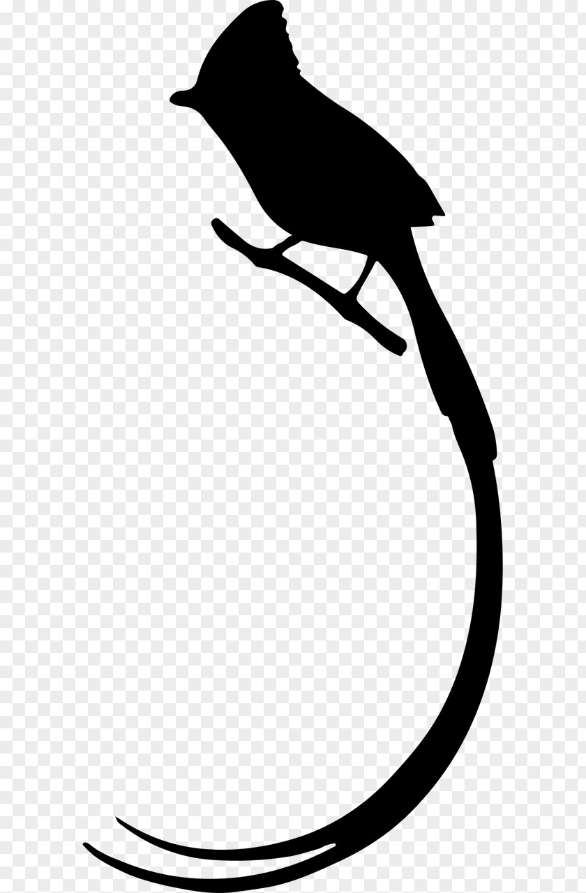 Blackandwhite Branch Bird Line Drawing PNG