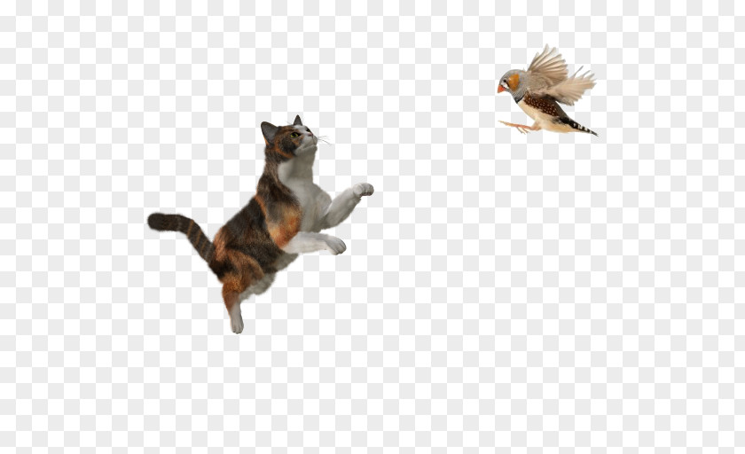 Brid Cat Kitten Puppy Transparency PNG