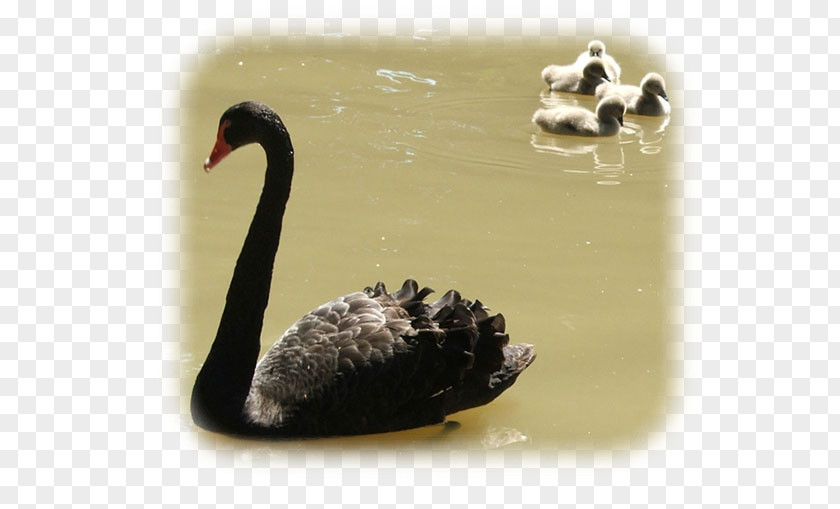 Duck Cygnini Fauna Beak Black Swan PNG