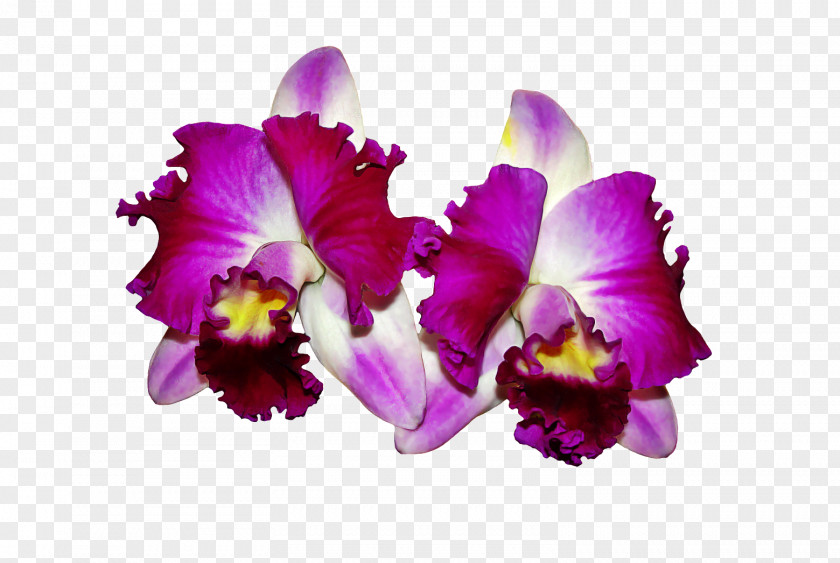 Flower Cattleya Orchids Guarianthe Skinneri PNG