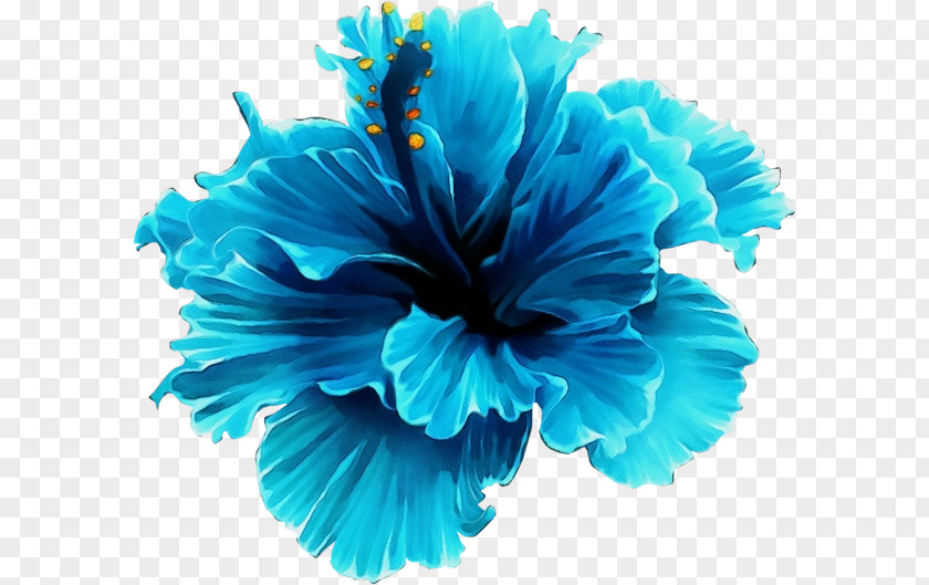 Mallow Family Plant Blue Turquoise Petal Hawaiian Hibiscus Flower PNG