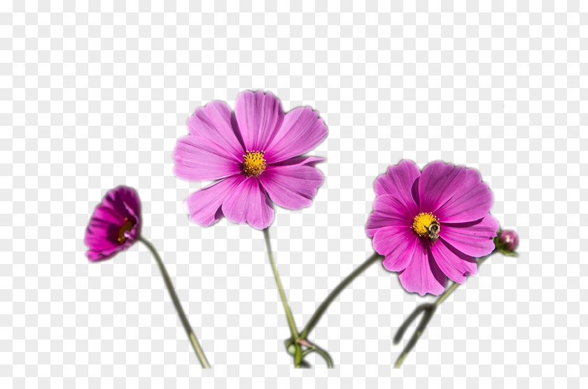 Pansy Crane's-bill Annual Plant Herbaceous Family PNG