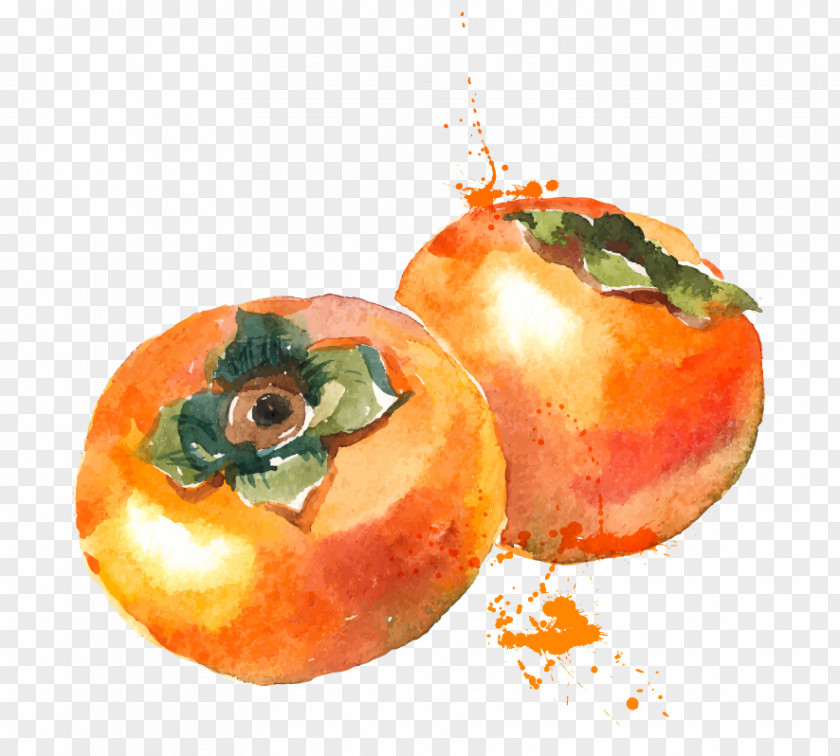 Persimmon Watercolor Painting Fruit PNG