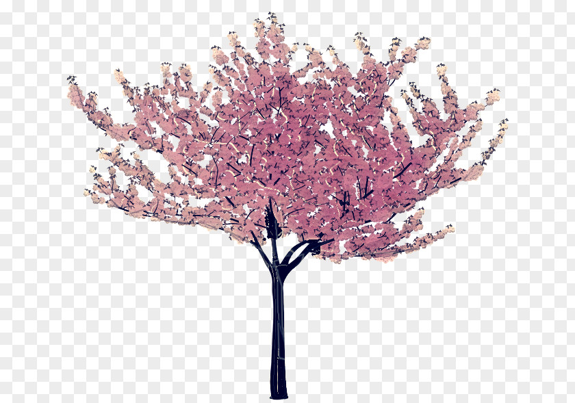 Redbud Twig Cherry Blossom Tree Drawing PNG