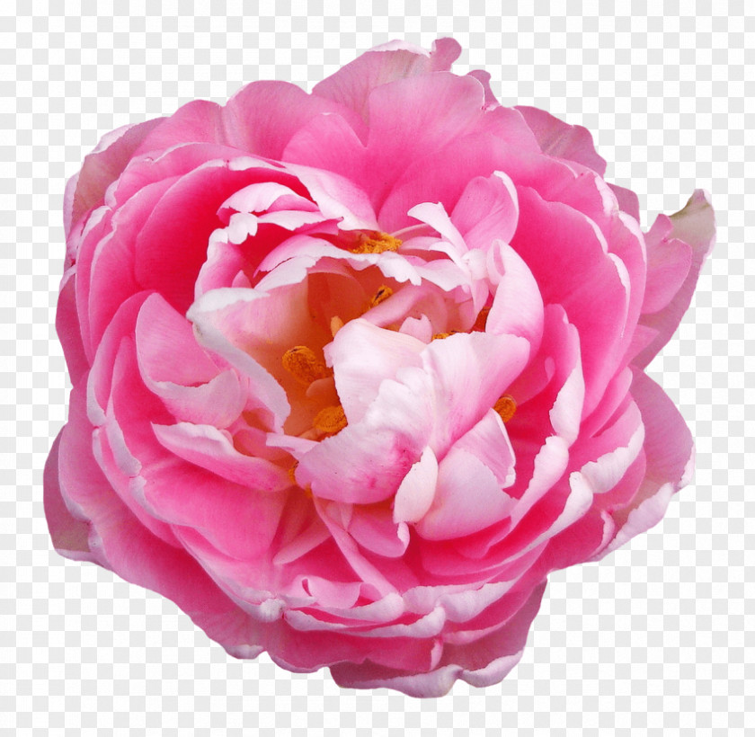 Rose Clinique Française Flower Clip Art PNG