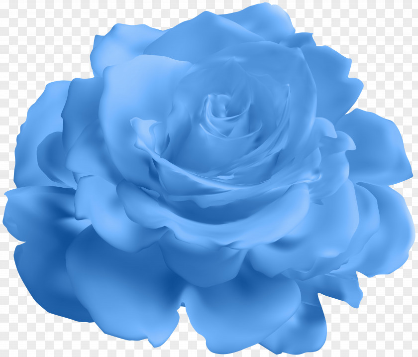 Blue Rose Garden Roses Cabbage Clip Art PNG