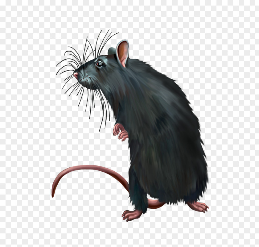Dirty Black Rat Computer Mouse Murids PNG