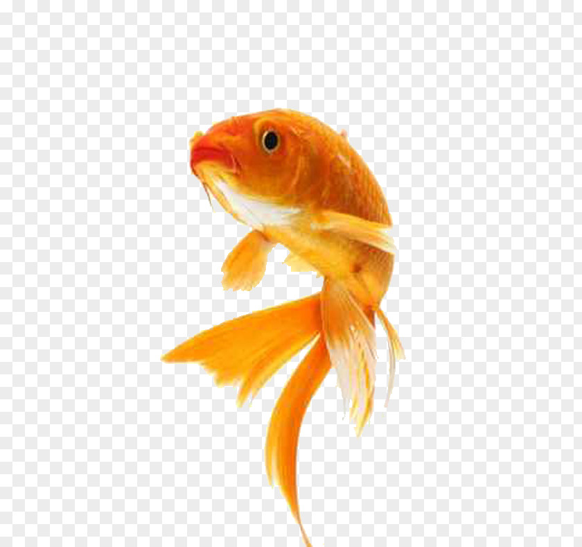 Fish Butterfly Koi Comet Showa Stock Photography PNG