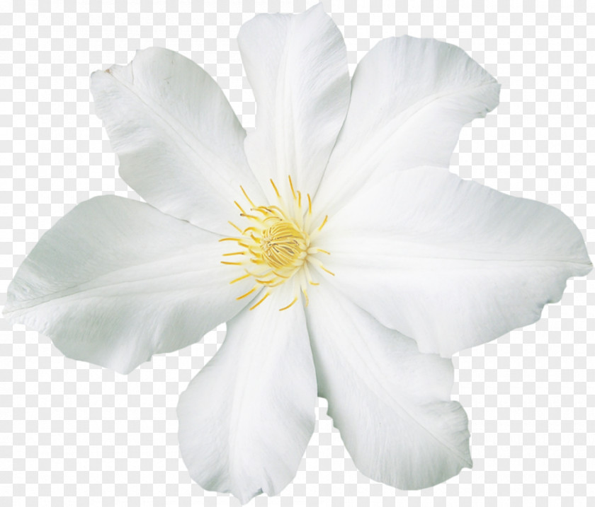 Painted White Flowers PNG white flowers clipart PNG