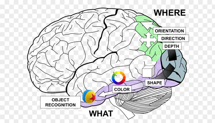Science Brain Lobes Of The Temporal Lobe Frontal Occipital PNG