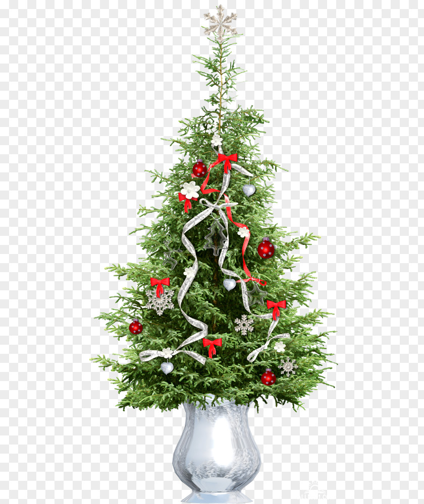 Tree Spruce Pine Christmas Cedar PNG