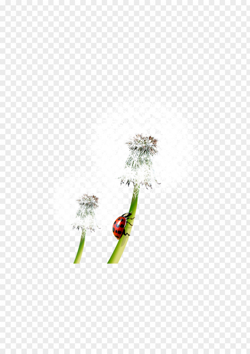 Dandelion Taraxacum Platycarpum Clip Art PNG