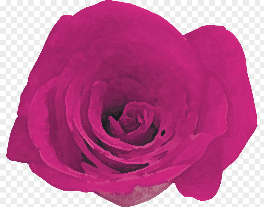 Garden Roses Cabbage Rose Petal Cut Flowers PNG