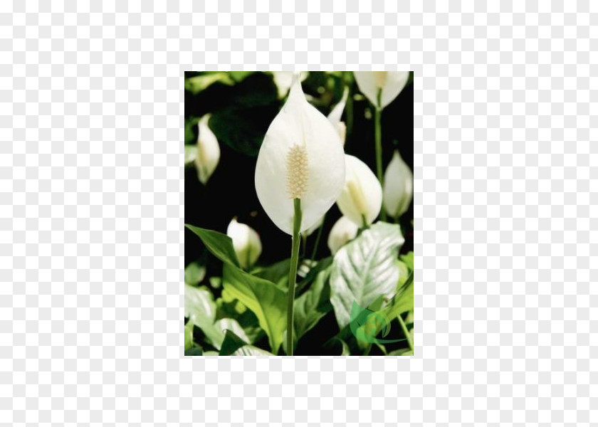 Plant Spathiphyllum Wallisii Houseplant Arum-lily Leaf PNG
