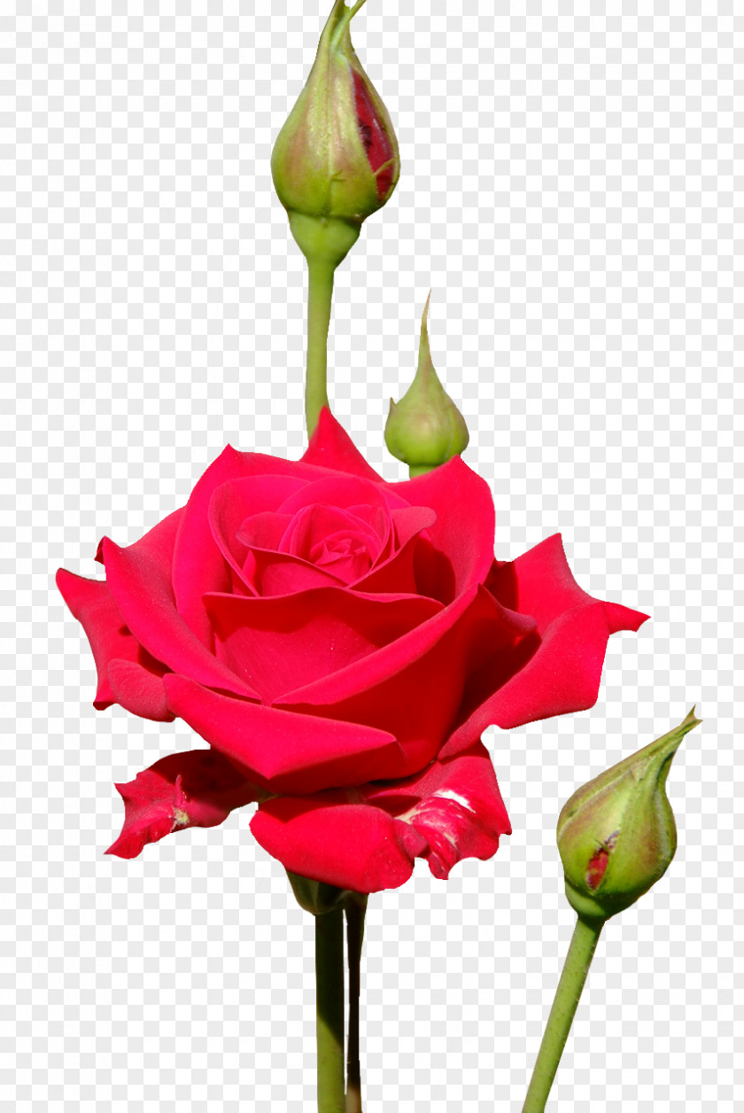 Rose Garden Roses Floristry Cut Flowers Bud PNG
