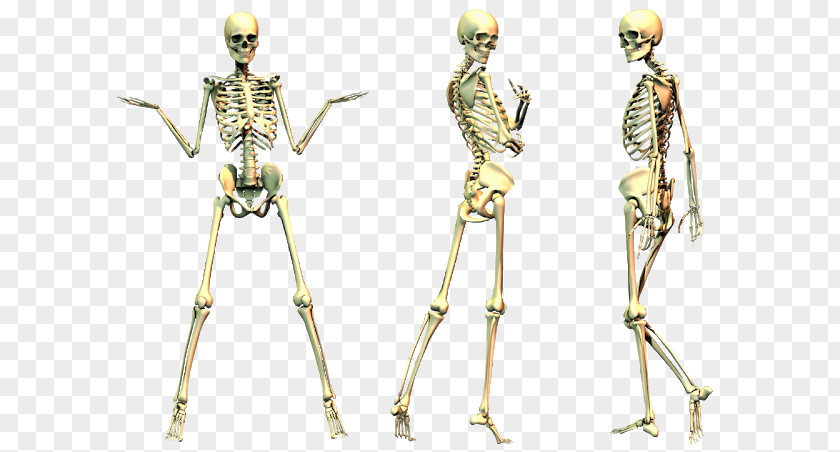 Skeleton Human Bone PNG