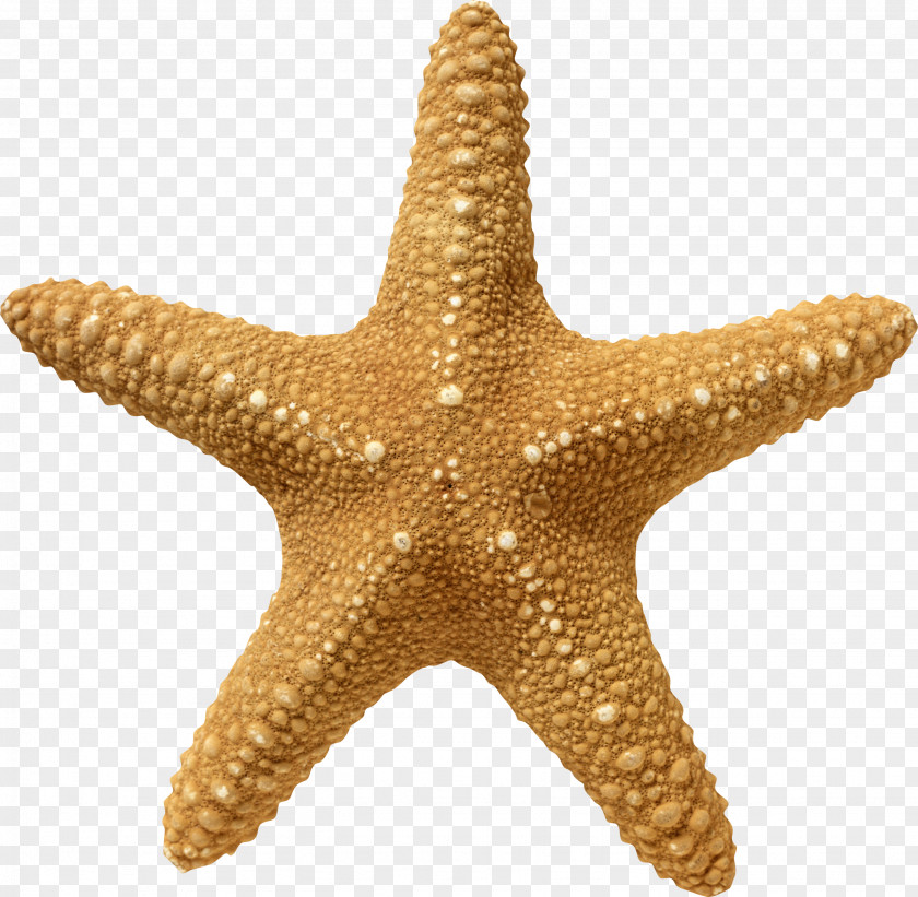 Starfish Wallpaper PNG