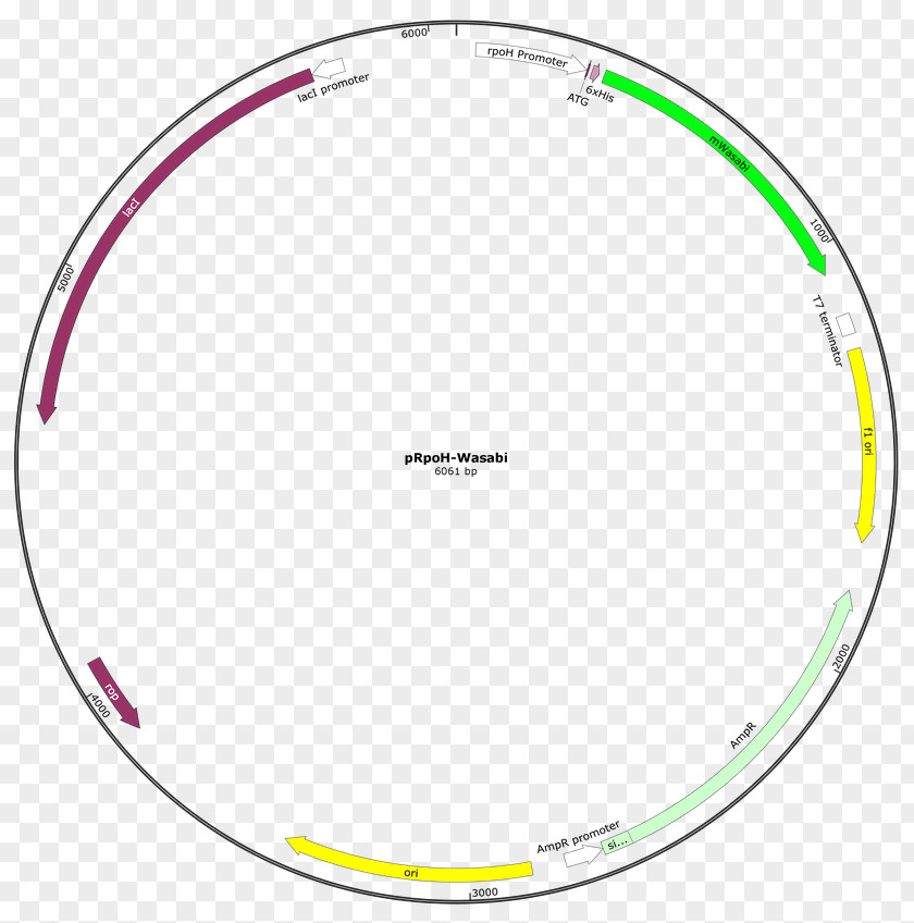 Plasmid Hula Hoops Amazon.com Clip Art PNG