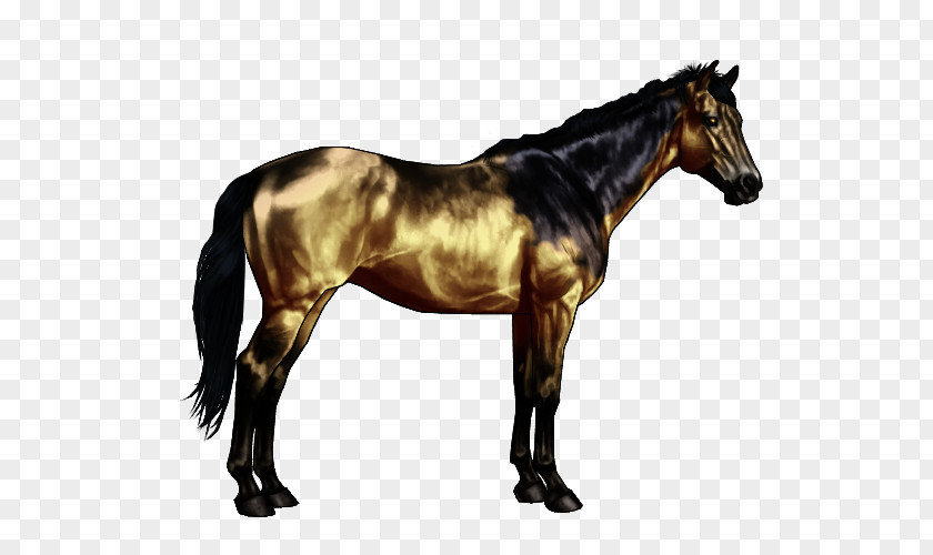 Somatic Horse Markings Bay Black Dun Locus PNG