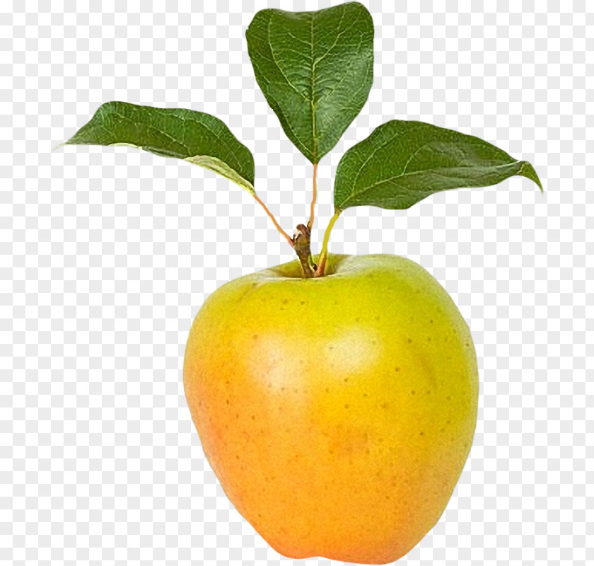 Apple Citrus Natural Foods Fruit Tree PNG