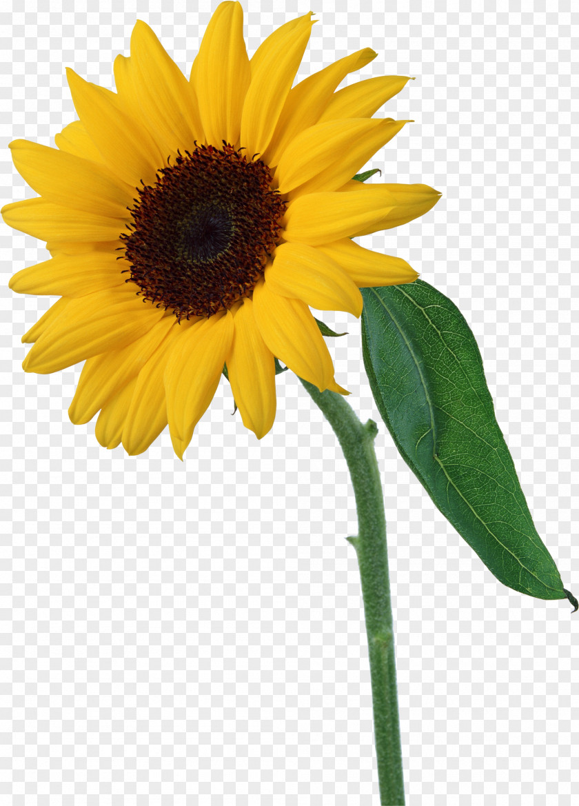 FCB Common Sunflower Clip Art PNG