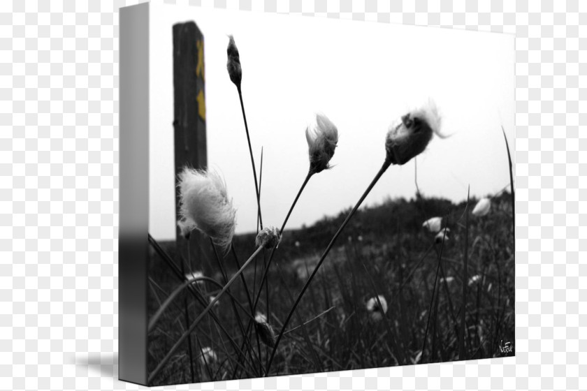 Flower Picture Frames White PNG