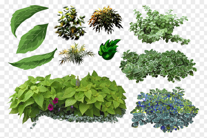 Leaf Herbs & Flowers: Plant, Grow, Eat Shrub On Landscape Architecture PNG