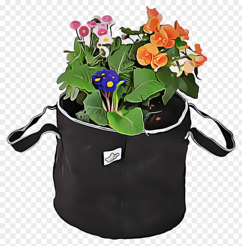 Morning Glory Impatiens Flower Flowerpot Plant Flowering Houseplant PNG