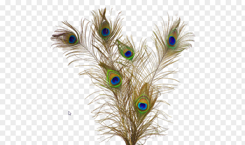 Peafowl Feather Clip Art PNG