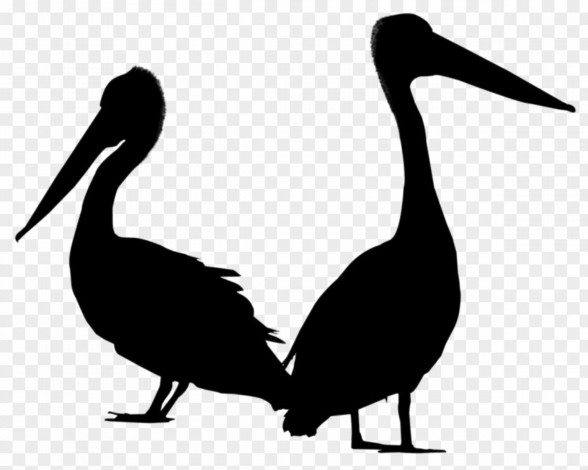 Pelican Goose Swans Bird Ducks PNG