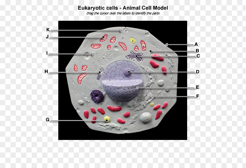 Plant Cell Eukaryote Cèl·lula Animal Anatomy PNG