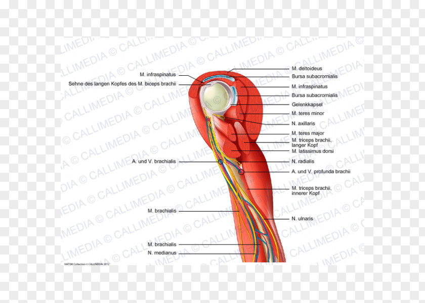 Arm Thumb Shoulder Muscle Nerve Blood Vessel PNG