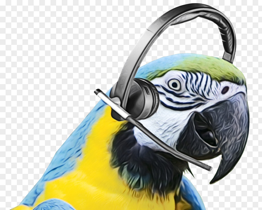 Budgie Parakeet Bird Parrot PNG