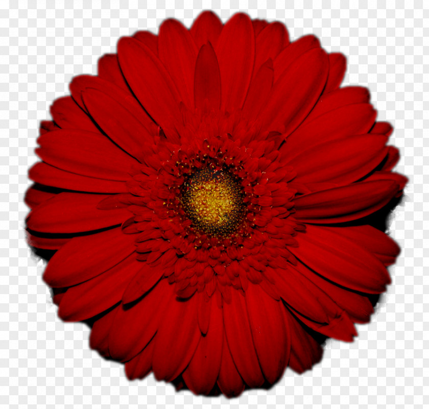 Gerbera Transvaal Daisy Flower Red Common Stock Photography PNG