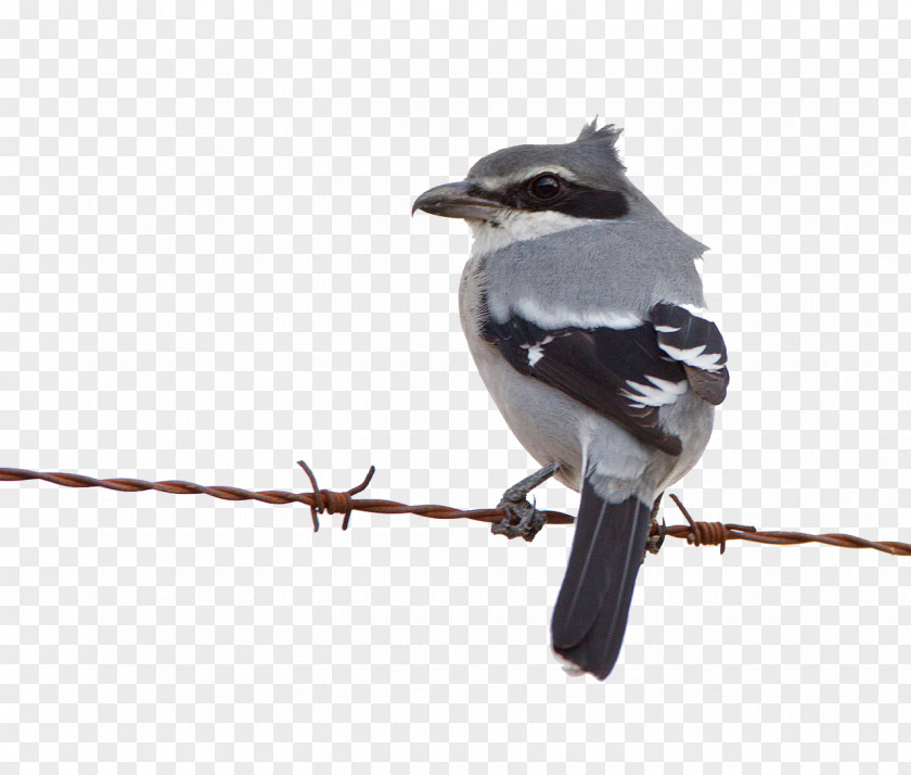 Job American Sparrows Beak Fauna Feather PNG