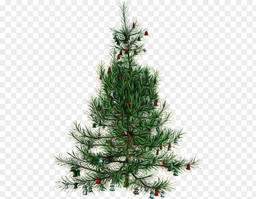 Silvertip Fir Lodgepole Pine Christmas Tree PNG