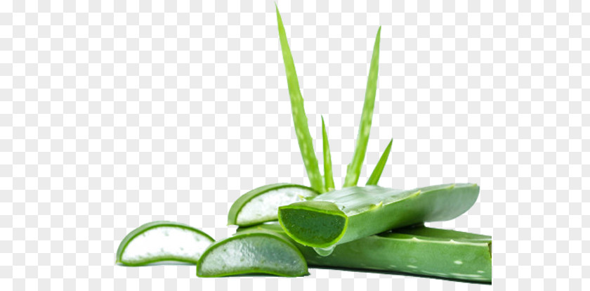 Aloe Plant Leaf Xanthorrhoeaceae Grass PNG