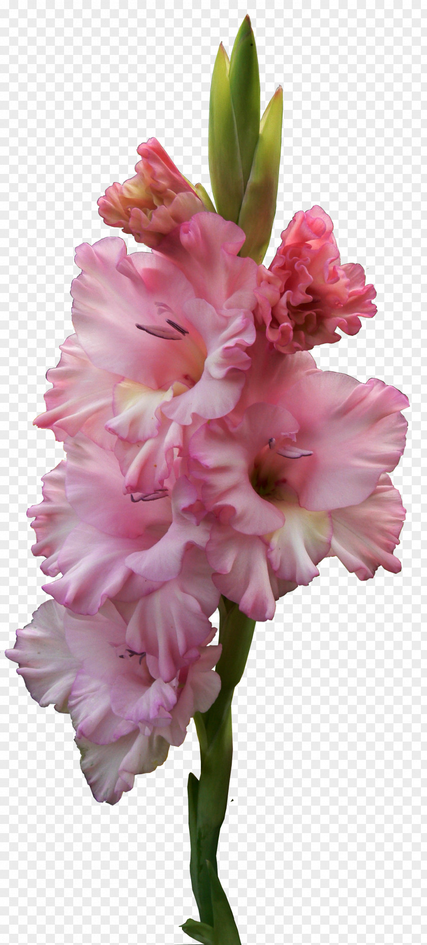 Gladiolus Flower Clip Art PNG