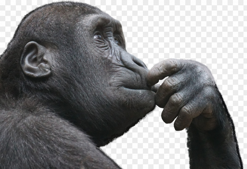 Gorilla Ape Primate Thought Monkey Critical Thinking PNG