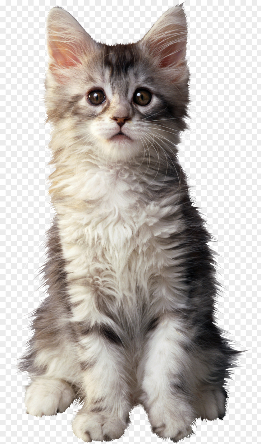 Kitten Siberian Cat Siamese Pixie-bob PNG