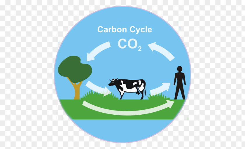 Water Carbon Cycle Dioxide Biogeochemical Photosynthesis PNG