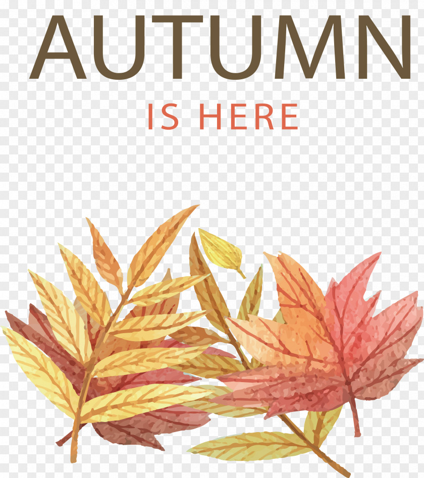 Autumn Has Come Leaf Color Illustration PNG