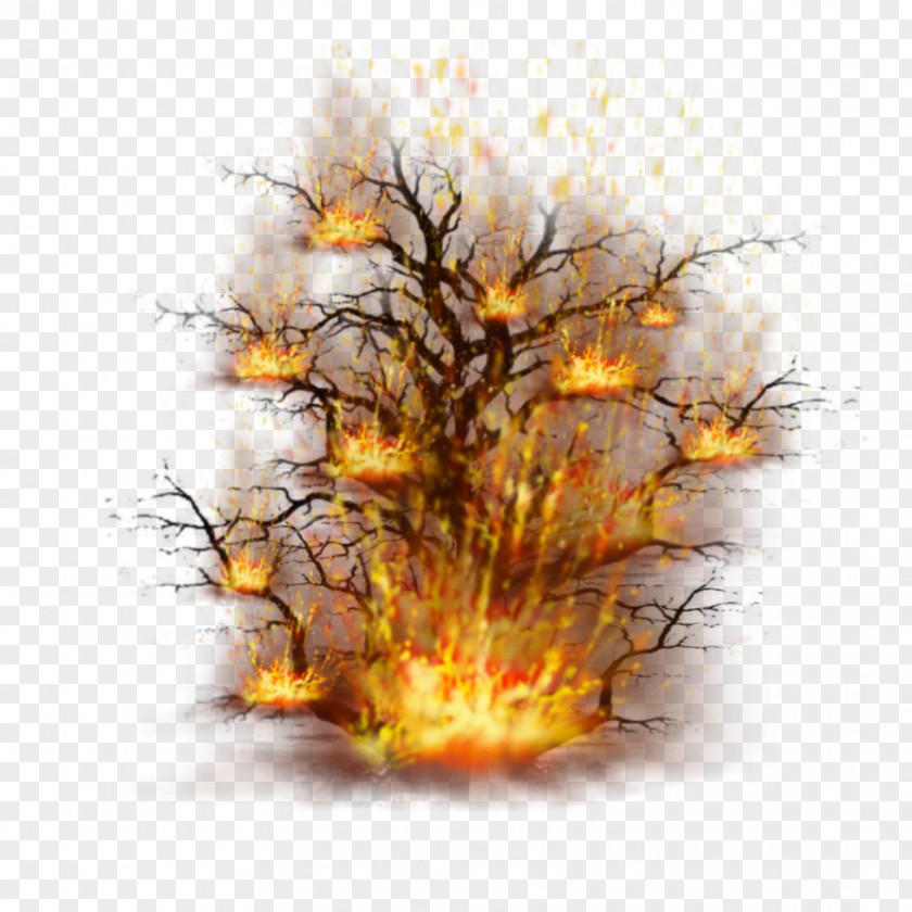 Burning Bush Desktop Wallpaper Computer Branching PNG