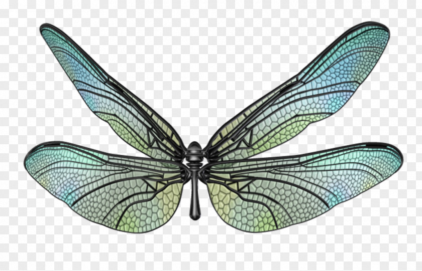 Butterfly Wings Moth PNG