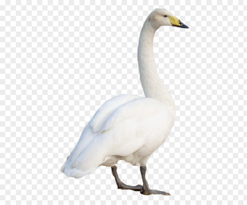 Goose Swan Domestic PNG