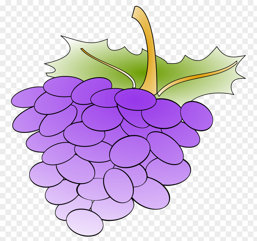 Grapevine Clipart Common Grape Vine Leaves Clip Art PNG