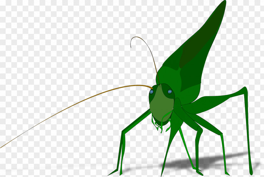 Green Cricket Grasshopper Clip Art PNG