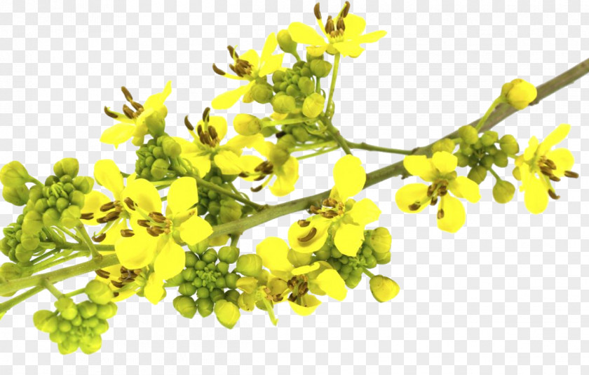 Leaf Senna Siamea Herb Golden Shower Tree Food PNG