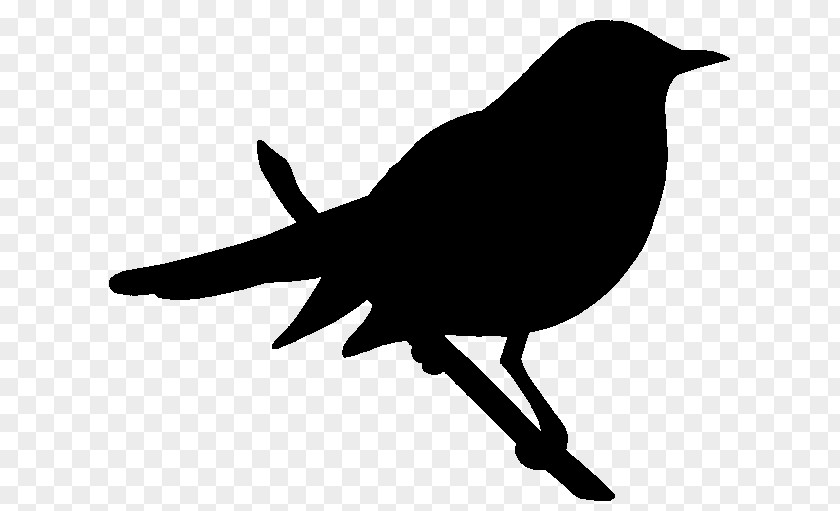 M Clip Art Fauna Silhouette American Crow Black & White PNG