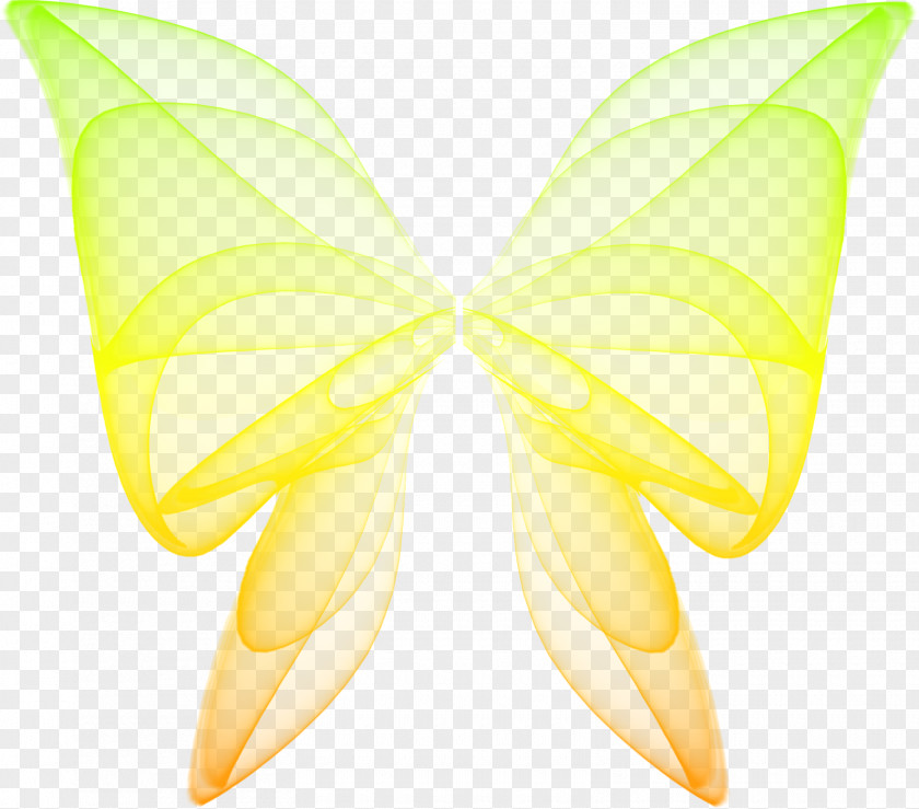 Moth Symmetry PNG